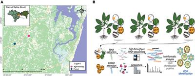 Expanding the environmental virome: Infection profile in a native rainforest tree species